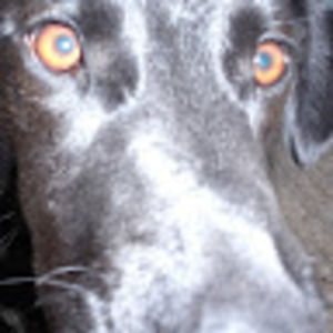 Meet your Posher, Tom